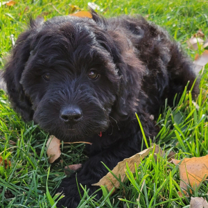 Goldendoodle Puppy Smitty