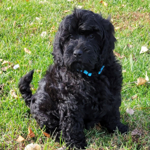 Goldendoodle Puppy Sonny