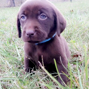 Labrador Retriever Puppy Coco