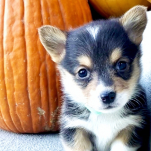 Pembroke Welsh Corgi Puppy Ace
