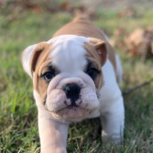 Bulldog Puppy Baker