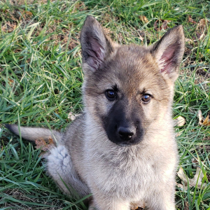 German Shepherd Dog Puppy Dallas