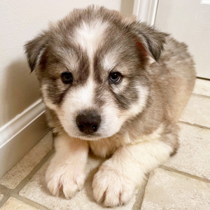 Siberian Husky Puppy Emo