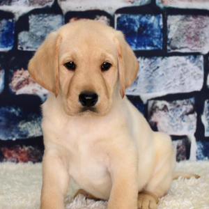 Labrador Retriever Puppy Chevy