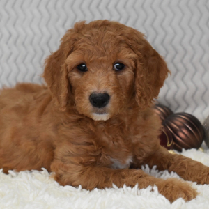 Goldendoodle Puppy Maysa