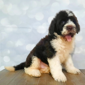 Portuguese Water Dog Puppy Gunner