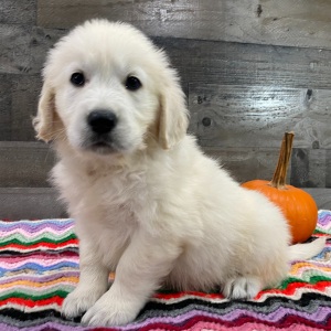 Golden Retriever Puppy Thunder