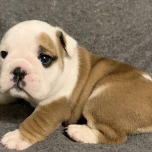 Bulldog Puppy Gladys