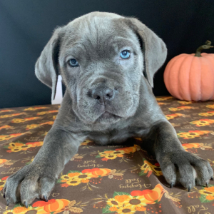 Cane Corso Puppy Mason