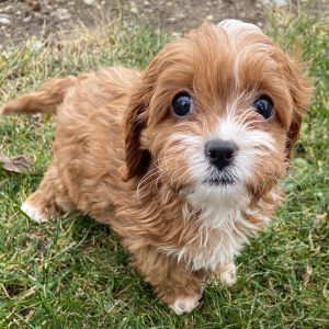 Cavapoo Puppy Maria