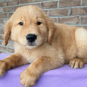 Golden Retriever Puppy Andy