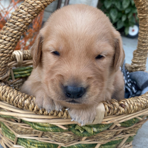 Golden Retriever Puppy Atlee