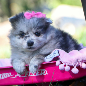 Pomeranian Puppy Stacy
