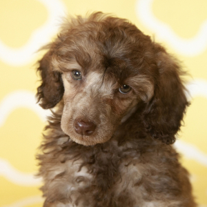 Poodle Puppy Brielle