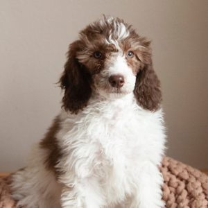 Poodle Puppy Spirit