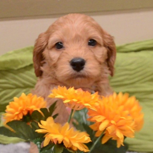 Cockapoo Puppy Miles