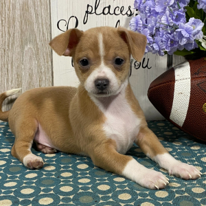 Chihuahua Puppy Blake