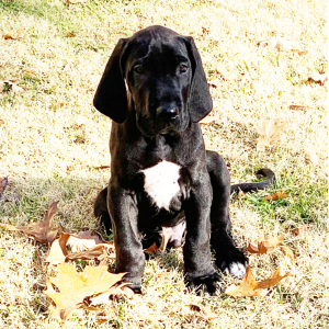 Great Dane Puppy Bubba