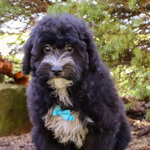 Havapoo Puppy Mason