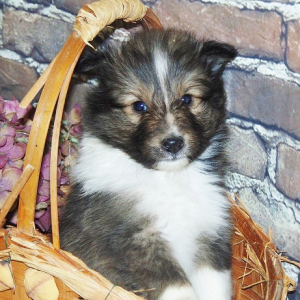 Shetland Sheepdog Puppy Parker