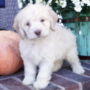 Cockapoo Puppy Willow