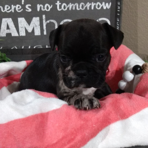 French Bulldog Puppy Jane