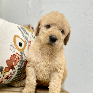 Labradoodle Puppy Bayley