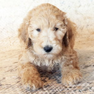 Goldendoodle Puppy Charm
