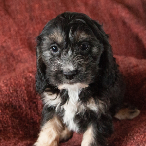 Cockapoo Puppy Emmy