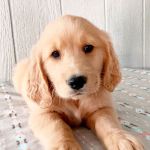 Golden Retriever Puppy Gabriel
