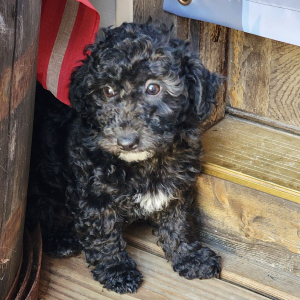 Goldendoodle Puppy Rambus