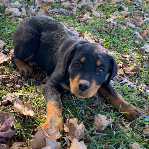 Rottweiler Puppy Zoey