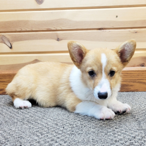 Pembroke Welsh Corgi Puppy Reba