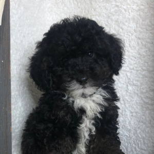 Bernedoodle Puppy Eddie