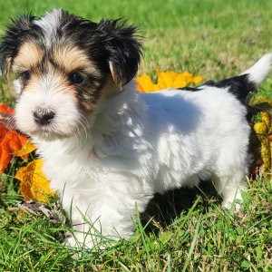 Morkie Puppy Zowie