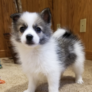 Pomsky Puppy Chief