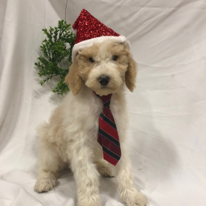 Labradoodle Puppy Rod