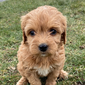 Goldendoodle Puppy Janice