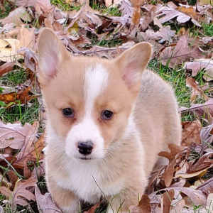 Pembroke Welsh Corgi Puppy Nicky