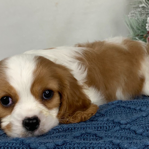 Cavalier King Charles Spaniel Puppy Kenton