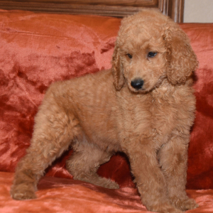 Labradoodle Puppy Rachel
