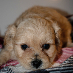 Pomapoo Puppy Tiara