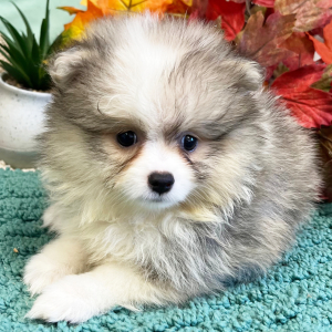 Pomeranian Puppy Winnie