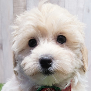 Maltipoo Puppy Paris
