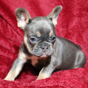 French Bulldog Puppy Dan