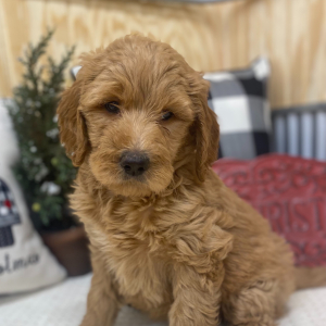Goldendoodle Puppy Daphne