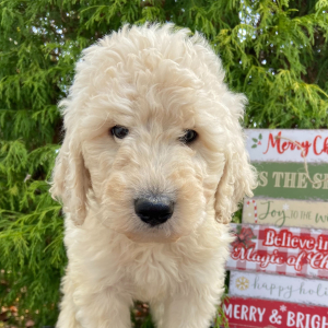 Labradoodle Puppy Peter