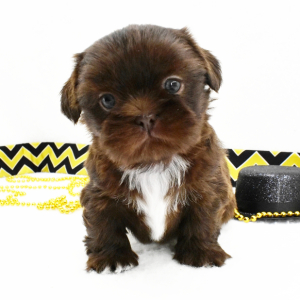 Shih Tzu Puppy Teddy