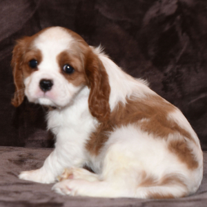 Cavalier King Charles Spaniel Puppy Evie