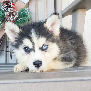 Pomsky Puppy Marky